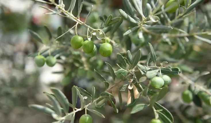 CHP’li Sarıbal; Prim destekleri yerinde sayıyor