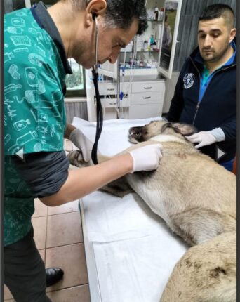 Hayvansever uyardı, Büyükşehir kurtardı