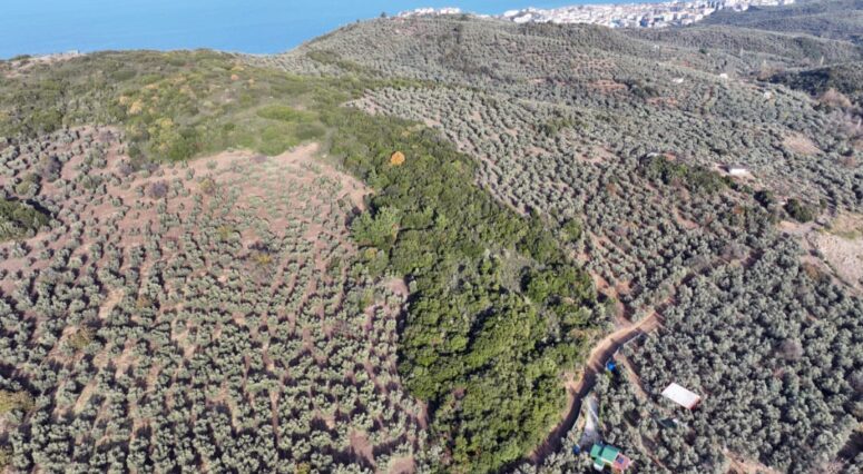 MUDANYA BELEDİYESİ SOKAK HAYVANLARI REHABİLİTASYON MERKEZİ VE BARINAK PROJESİ’NE ÖN İZNİ ALDI