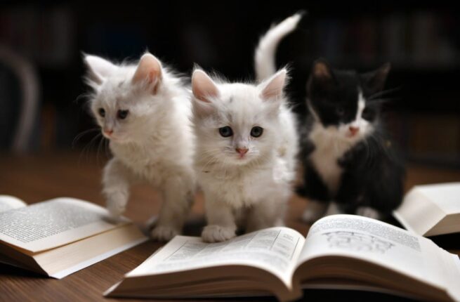 Edebiyatseverler Kedili Tekke’de Buluştu