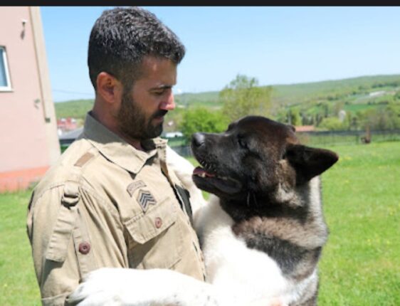 BİR YAVRUNUZ OLACAKSA ADRES ASİL YAVRULAR