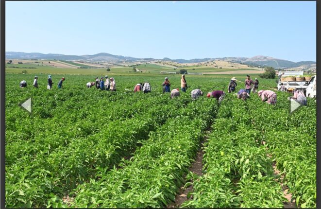 Yenişehir Biberi’ne de tescil belgesi