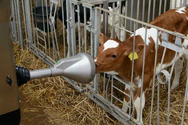 Kış aylarında buzağı bakımında dikkat edilmesi gerekenler