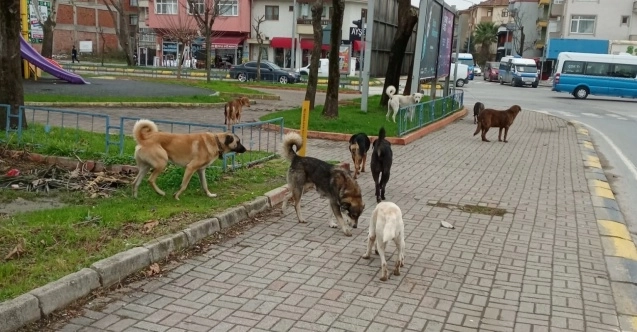 GELECEK YILDIRIM; Sokak Canlarının Günlük Yaşadığı Sorunların Tamamı İçin Kalıcı Çözümler Üretilmeli