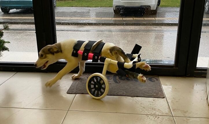 DOHADERN ve BURVET Sokaklara “CAN” Oldu!