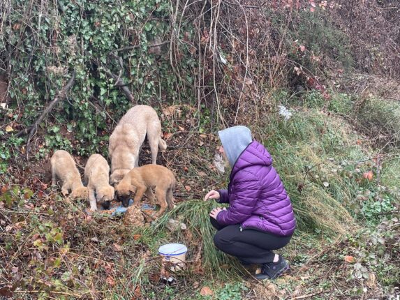 İYİ GÜRSU; Sokak Canlarına İYİ Destek!