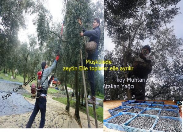 KIVIRCIK ZEYTİNLER MÜŞKÜLEDE TOPLAMAYA DEVAM EDİLİYOR