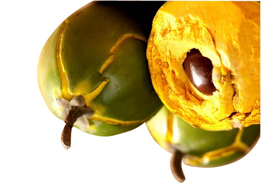 Fropie’nin lucuma tozu  şekere sağlıklı alternatif olan  bir ‘süper gıda’