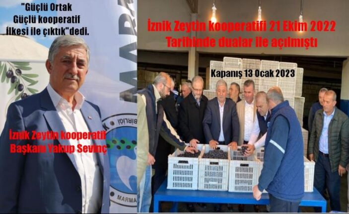 Güçlü ortak güçlü kooperatif  İznik Zeytin Kooperatifinde rekor alım