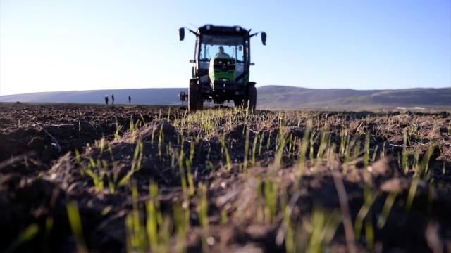Sarıbal; Çiftçinin yüzünü güldürmek yerine hergün kabus görmelerine sebep oldunuz!