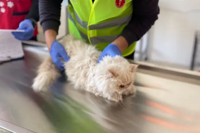 GÜRSULU EKİP İSİMSİZ KEDİYİ BULDU, SAHİBİNİ ARIYOR