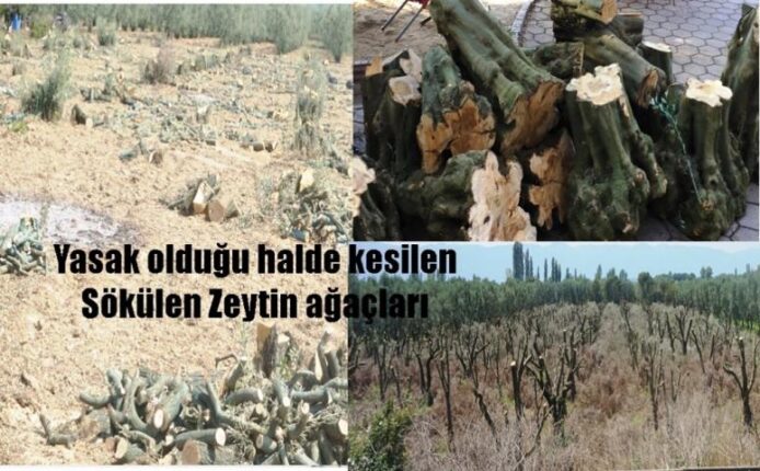 ZEYTİN AĞAÇLARI SÖKÜLMESİN