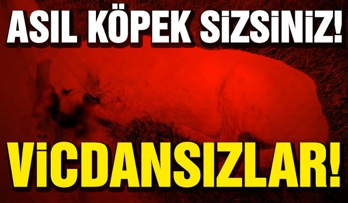 Gaziantep’te Köpeğe İşkence ve Ölüm!