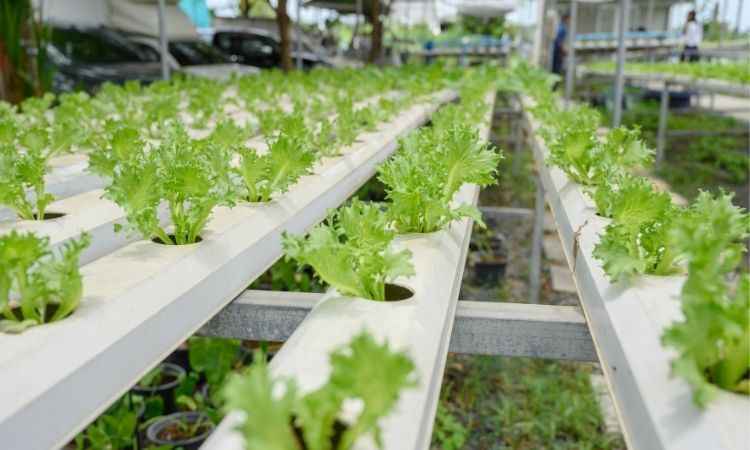 BODRUM BELEDİYESİ’NİN PROJESİ ONAYLANDI  TOPRAKSIZ TARIM PROJESİ, NİSAN 2023’TE BAŞLIYOR