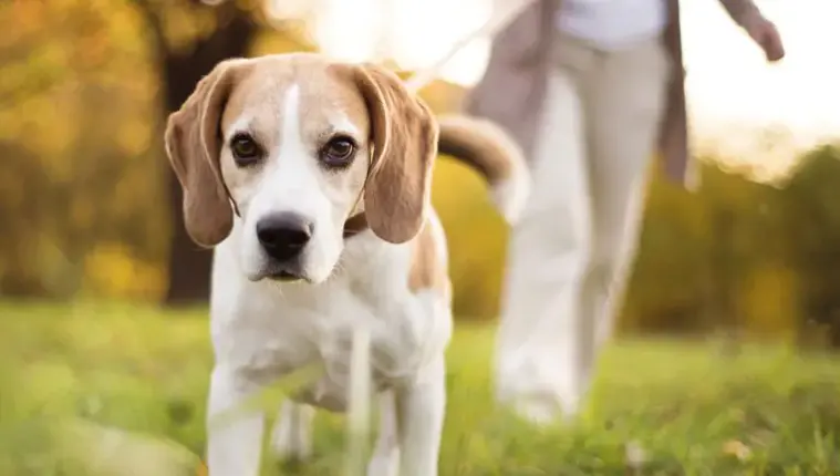 Hayvan Sahibi Hukuki ve Cezai Sorumluluklara da Sahip”