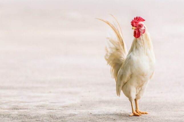 “Kanatlı Eti Sektörü 50 Yıldır Sağlıklı Bir Gezegen İçin Çalışıyor”