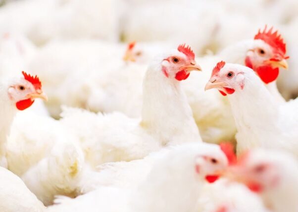 Dünya Çevre Günü’nün 50. Yılında Kanatlı Eti Sektörü Çevreci Yaklaşımlarını Artırarak Sürdürüyor