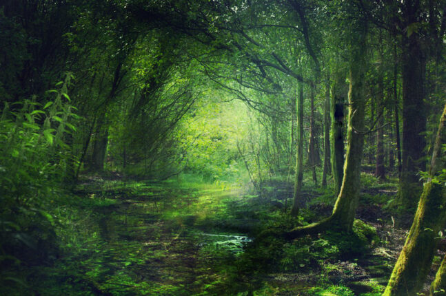 DİNOZOR GENÇ’TE KÜLLÜ ve TÜYLÜ’NÜN MACERALARI, SERİNİN YENİ KİTABI “ORMANDAKİ PERİLER” ile DEVAM EDİYOR!