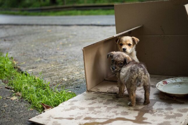 Sokak Hayvanlarının Hayatta Kalma Mücadelesine Kadınlardan Tam Destek!