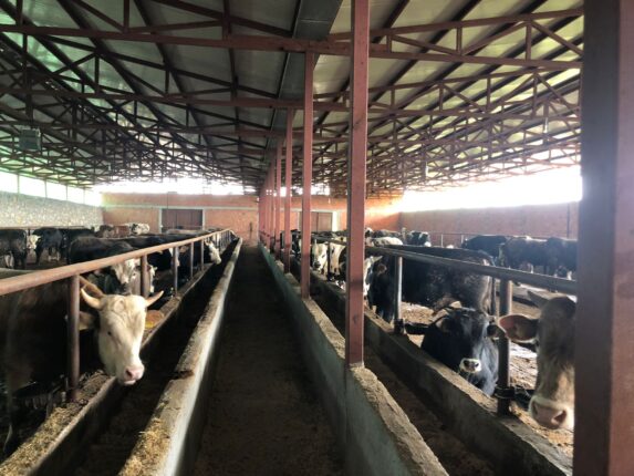 Kurbana Çeyrek Kala Büyük Atak!