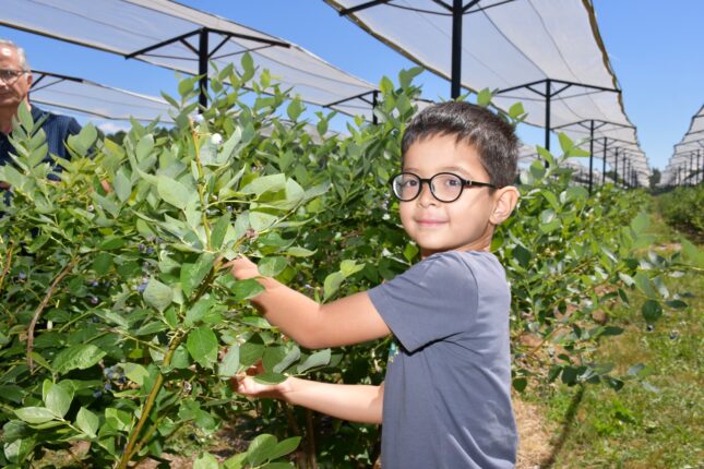 İZNİK MAVİYEMİŞ FESTİVALİ’NE YOĞUN İLGİ