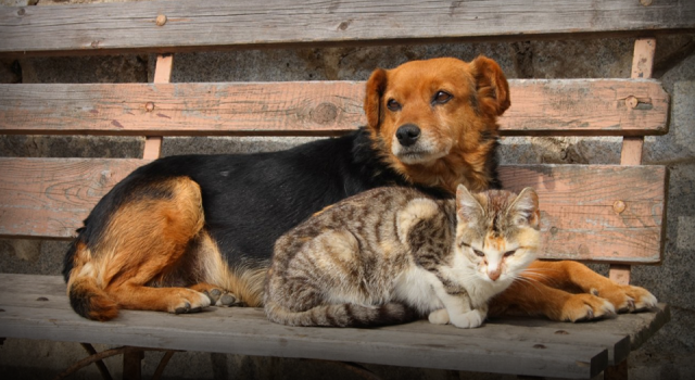 DOHADERN; Evlerinizde Baktığınız Canları Kaderlerine Terk Etmeyin!