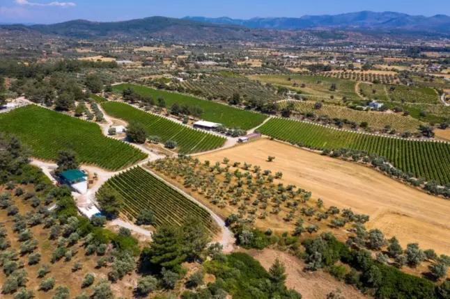 Bodrum’da bir doğa cenneti: “Mor Salkım Bağları”