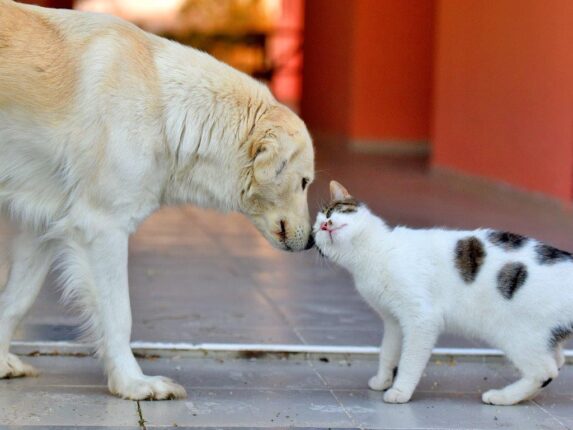 DOHADERN; Barınaklara Gönderilen Sokak Canlarının Hayatlarından Ciddi Olarak Endişe Duyuyoruz!