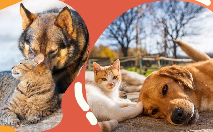 DÖRT AYAKLI CANLAR İÇİN MAMANI AL GEL KAMPANYASI İLE 90’LAR KONSERİ