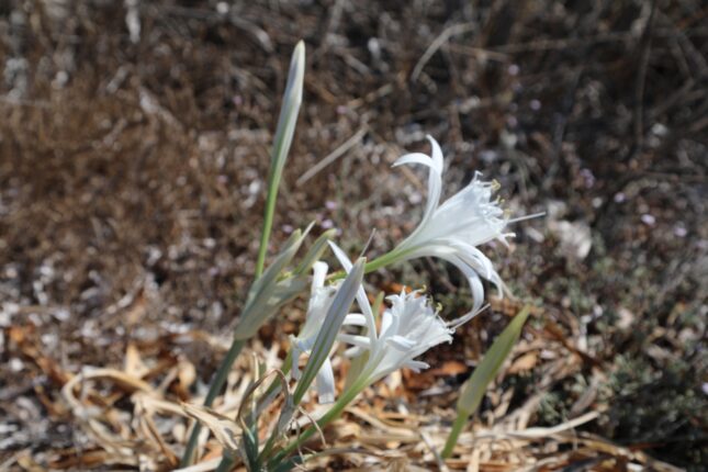 KUM ZAMBAĞI FARKINDALIK ETKİNLİĞİ