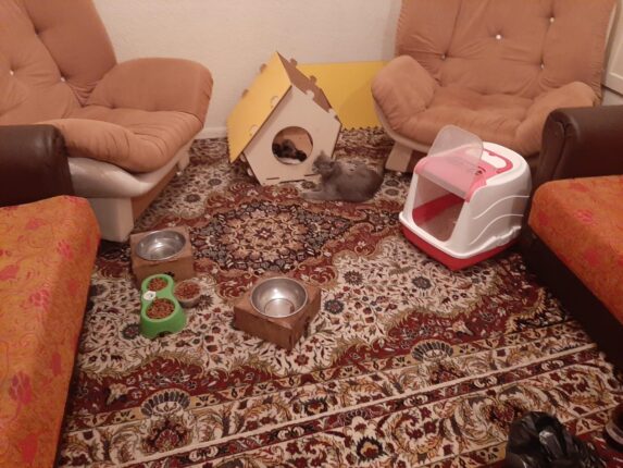 Bu Yavruları Çöpe Atanları Hangi Vicdan Affeder!