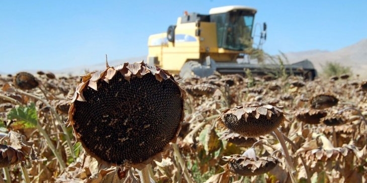 Ayçiçeğinde depolar ithal ürünle doldu, fiyatlar düştü