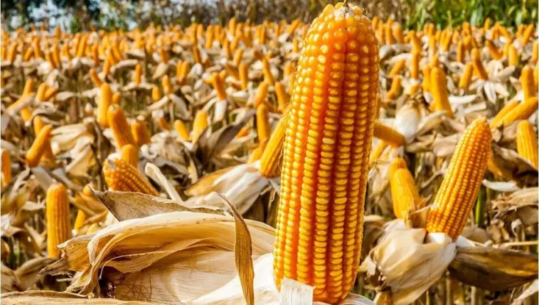 Mısır üreticisi şokta; alım fiyatı sadece yüzde 5,3 artırıldı