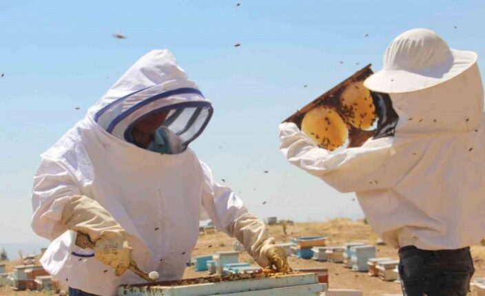 ARICININ İZİNİ SÜRÜN