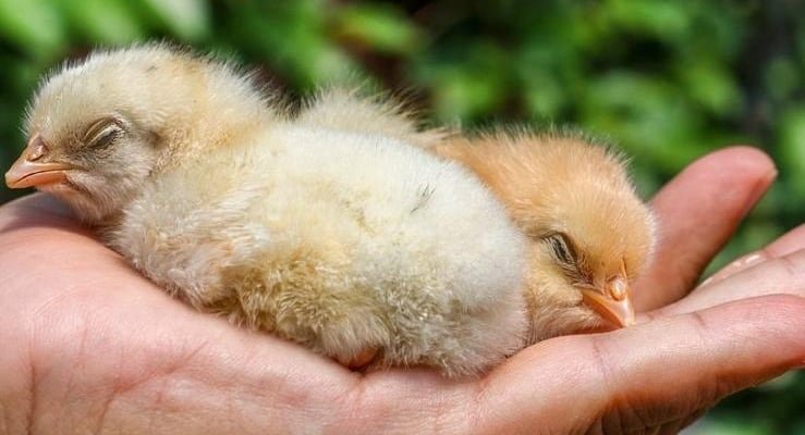 DOHADERN; Erkek civcivlerin öldürülmesi yasaklansın!