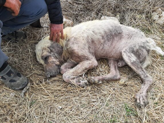 Salgın mı Var? Hayvanlar Ülkenin Umududur!