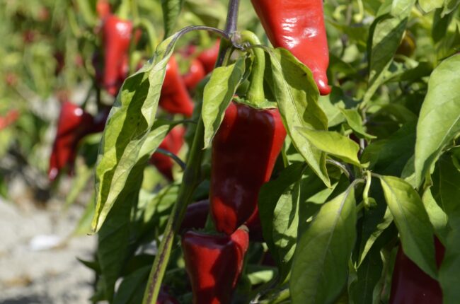 ABD VE AVRUPA’YA İHRAÇ EDİLİYOR