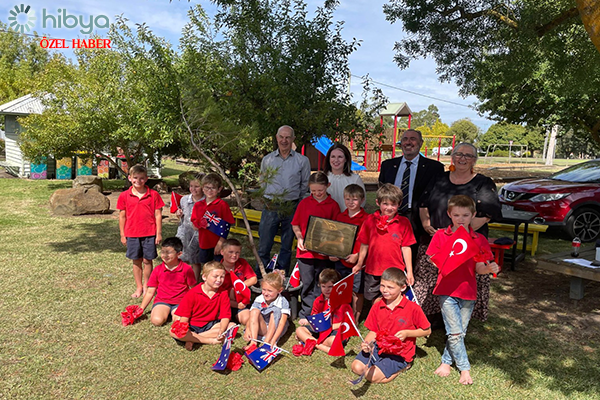 Kanlısırt’taki ”yalnız çam”ın kozalakları Avustralya’da yeniden yeşeriyor