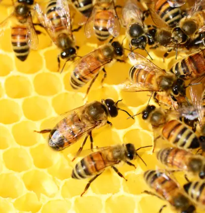 DOHADERN; Çevrenin Doğal Dengesini Bozduğumuz İçin Arılar Bile Çakır Keyif!