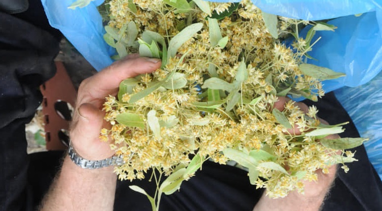 ŞİFA KAYNAĞI IHLAMURUN 5 ÖNEMLİ FAYDASI