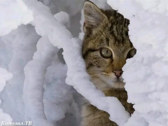 DYP Genel Başkan Yardımcısı Şükran Deren Düzgün; “Sokak Hayvanlarına Sırtınızı Dönmeyin!”