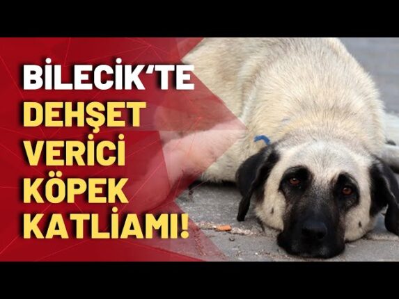 Bilecik’te yapılan köpek katliamı son olacak mı?