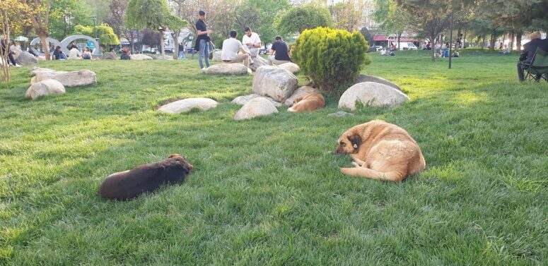 Bu merhametsizliğin, vicdansızlığın bedelini bu millet nasıl, neyle ödeyecek
