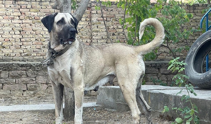 Tavşanlı’da Köpek Hırsızlığı mı Var!