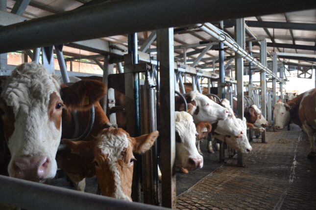 MARDER..HEP ÖNCÜ…HEP LİDER..!!