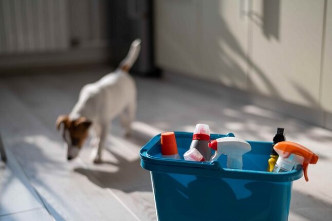 Temizlik Ürünleri Pet Hayvanları İçin Toksik mi?