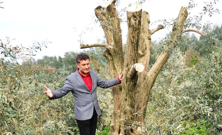 Sarıbal’dan zeytinlik soruları