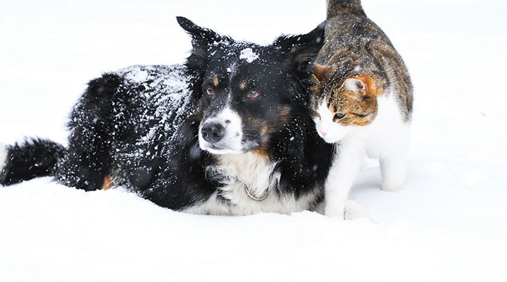 DOHADERN; Bu Bizim Değil, Onların Çağrısı!