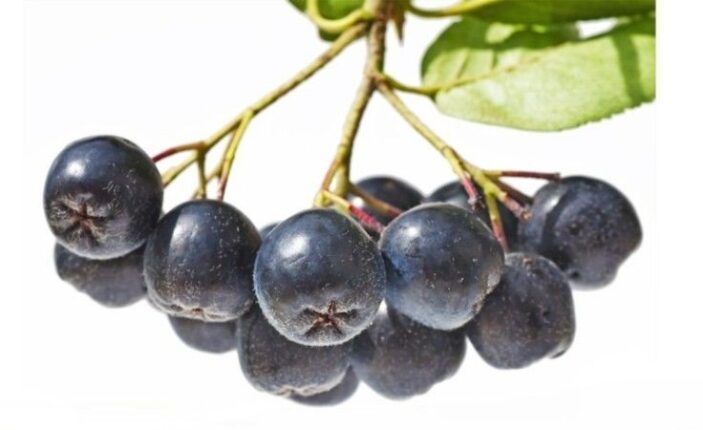 Tarımın Yeni Yıldızı Aronya Türkiye’de Yaygınlaşıyor