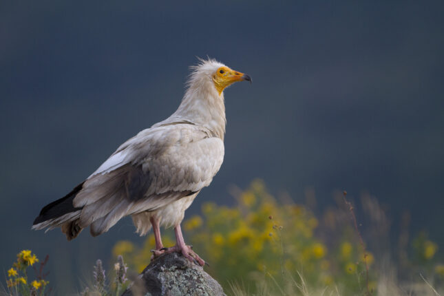 Vaillant ve Doğa Derneği’nden Küçük Akbabaların Korunması İçin Büyük Adım